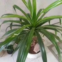 گل ذرتی|گل و گیاه طبیعی|شیراز, شهرک مفتح|دیوار