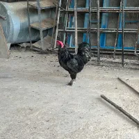 مرغ و خروس مرندی اصل