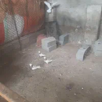 کبوتر طوقی