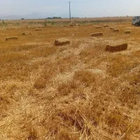 فروش کاه و پرس عمده
