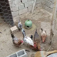 مرغ خروس جوان