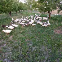 فروش جوجە غاز محلی یک ماهە ،دو ماهە و سە ماهە