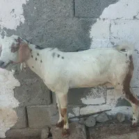 نری چاق چله مخصوص نذری