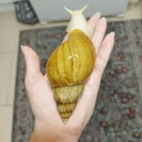 حلزون آچاتینا آفریقایی مغذی پوست جوجه تا سوپر مولد
