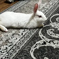 خرگوش