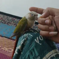 گرینچیک نر