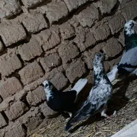 تعدادی حیون پرشی بدرد بخور