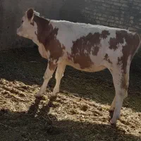 گاو