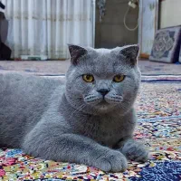 گربه نر اسکاتیش فولد