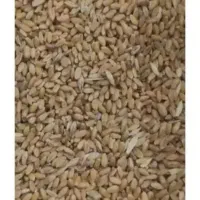 فروش گندم