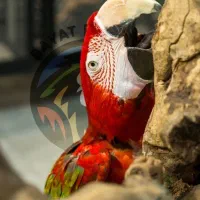 طوطی کایک لوری کواکر کاسکو کاکادو ارا نقد اقساط