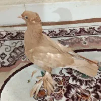 کبوتر راعبی