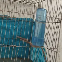 قناری اهلی