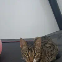 واگذاری گربه