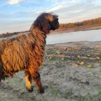 گوسفند بره ماده سه ماه برخورده