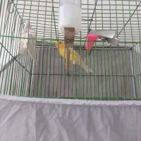 قناری نر و یه دونه جوجه ۳ماهه