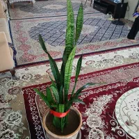 دوعددگلدان