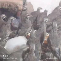 نام این پرنده... بلدرچین کوهی  بقلمون غاز