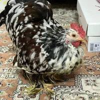 خروس کوشین