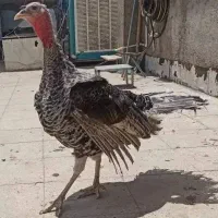 بوقلمون