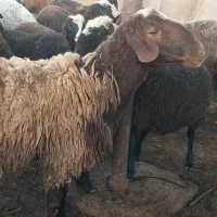 قوچ جوان نژاد دار هترو