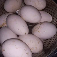 تخم نطفه دار غاز