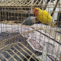 طوطی برزیلی جفت مولد