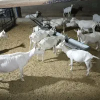 بزهای باکیفیت و اصیل سانن