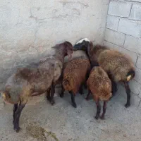 میش وبره
