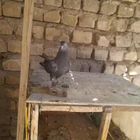 جوجه