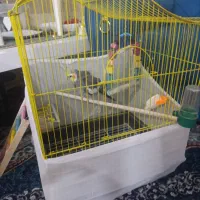 پرنده