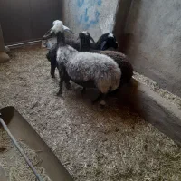 میش شال دوقلوزا