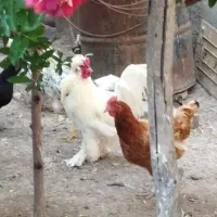دو عدد خروس برهما