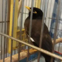 مرغ مینا فول دستی نر