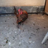 خروس چینی