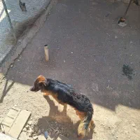 سگ نگهبان