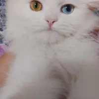 گربه اسکاتیش پرشین