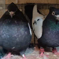 جفت کبوتر سینه سیاه (سرته)