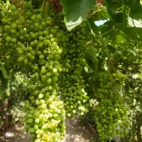 غوره آبگیری