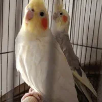 جفت عروس هلندی سالم