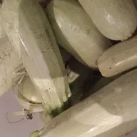 کدو بوستان 10کیلو