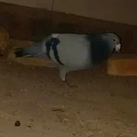 کفتر‌پلاکی‌