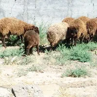 تامین گوشت گوسفندی برای موکب اربعین