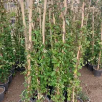 یاس ۴ ساله امیندوله