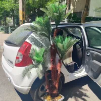 درخت مصنوعی سیکاس