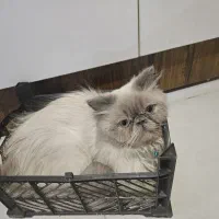 گربه پرشین