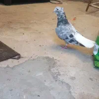 کبوتر دم سفید