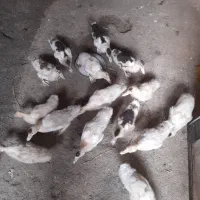 جوجه اردک اسرائیلی ۳ ماهه