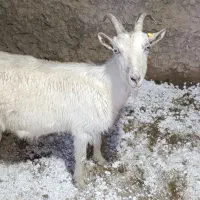 بزسانن شیری با کهره ماده