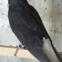 ماده زاغ دمسفید ۳۵۰
